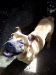 cãozinha