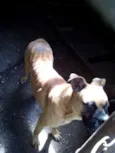 cãozinha