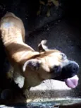 cãozinha