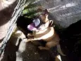 cãozinha