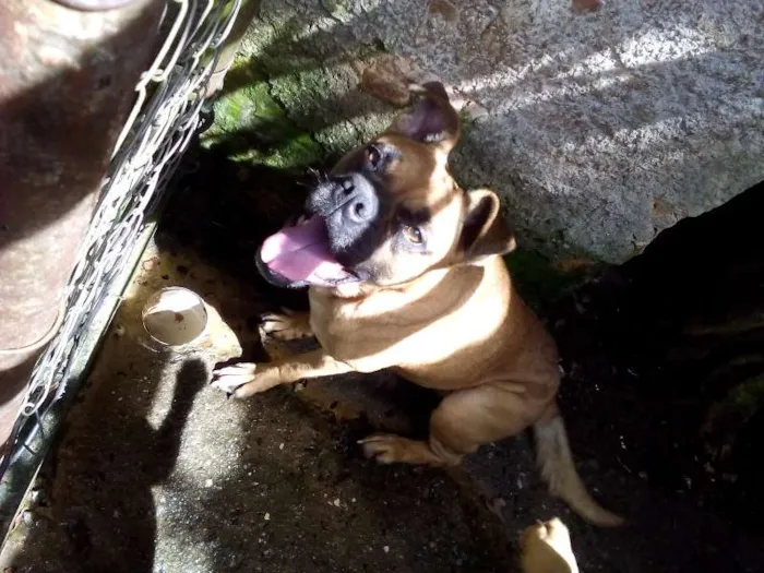 Cachorro ra a sem raça definida idade 4 anos nome cãozinha