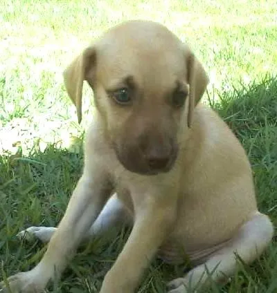 Cachorro raça SRD idade Abaixo de 2 meses nome SEM NOME