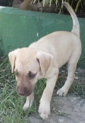 Cachorro raça SRD idade Abaixo de 2 meses nome SEM NOME