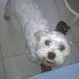 Tuco