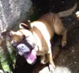 cãozinha