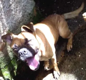 Cachorro raça sem raça definida idade 4 anos nome cãozinha