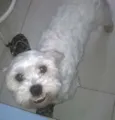 Tuco