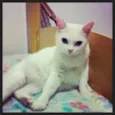 Mimi