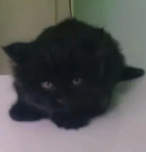 Gato raça indefinida idade Abaixo de 2 meses nome sem nome