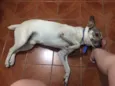 Bartô