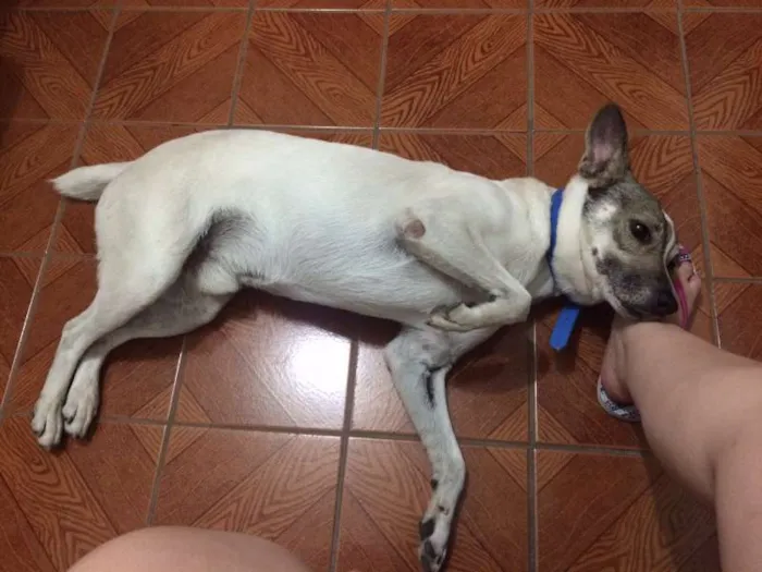 Cachorro ra a Vira-lata idade 4 anos nome Bartô