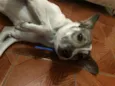 Bartô