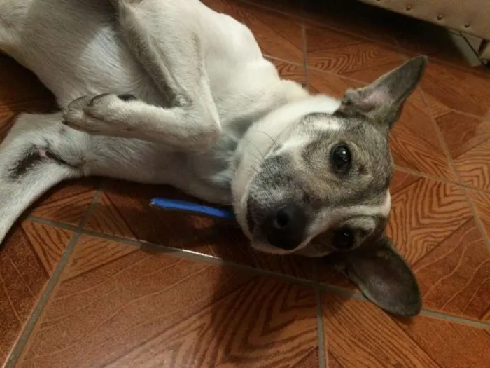 Cachorro ra a Vira-lata idade 4 anos nome Bartô