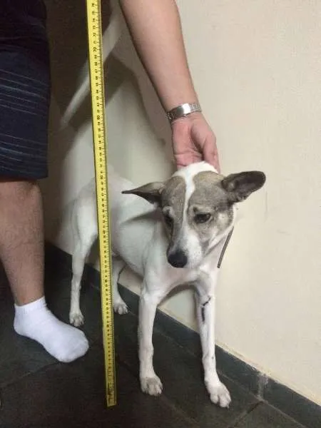 Cachorro ra a Vira-lata idade 4 anos nome Bartô