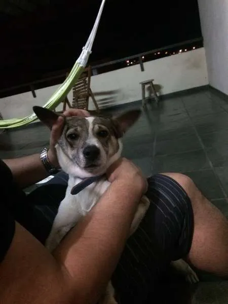 Cachorro ra a Vira-lata idade 4 anos nome Bartô