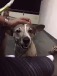Bartô