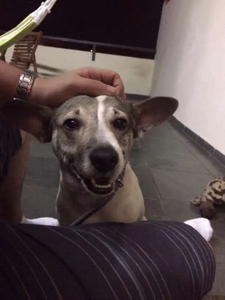 Cachorro ra a Vira-lata idade 4 anos nome Bartô
