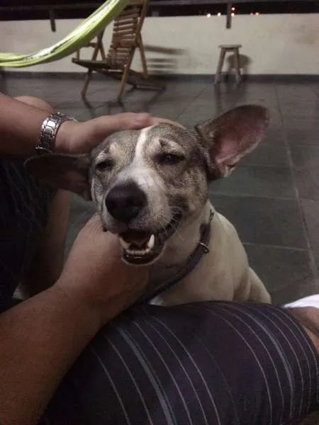 Cachorro ra a Vira-lata idade 4 anos nome Bartô