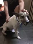 Bartô