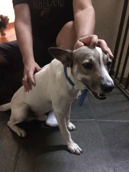 Cachorro ra a Vira-lata idade 4 anos nome Bartô