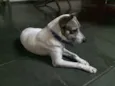 Bartô