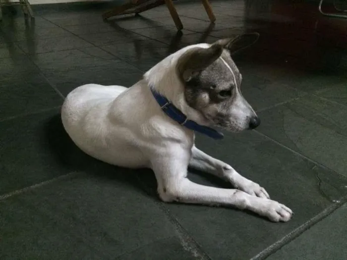 Cachorro ra a Vira-lata idade 4 anos nome Bartô