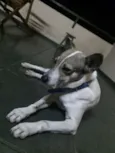Bartô