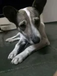 Bartô