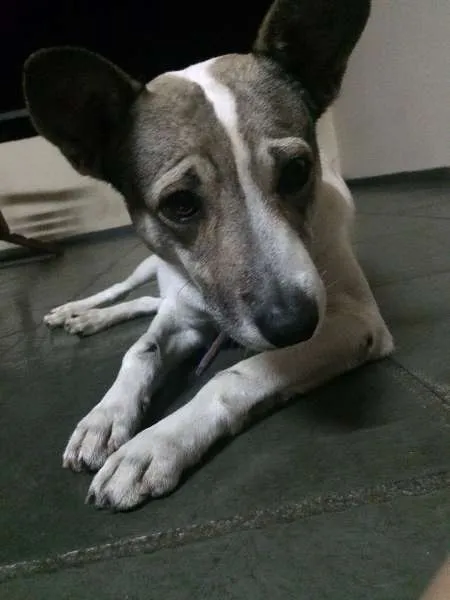 Cachorro ra a Vira-lata idade 4 anos nome Bartô