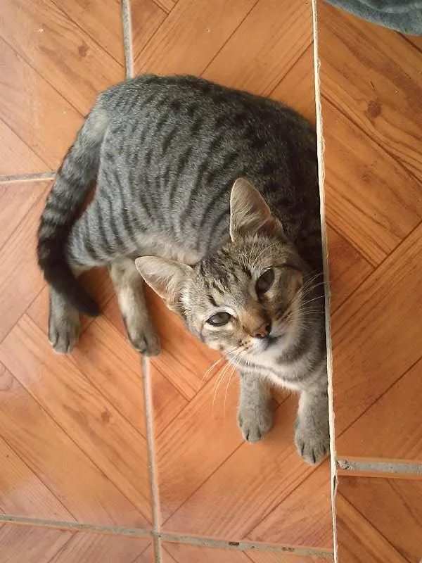 Gato raça comum idade 6 ou mais anos nome gatinha