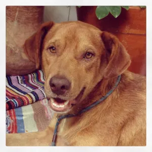 Cachorro raça SRD idade 1 ano nome Nino