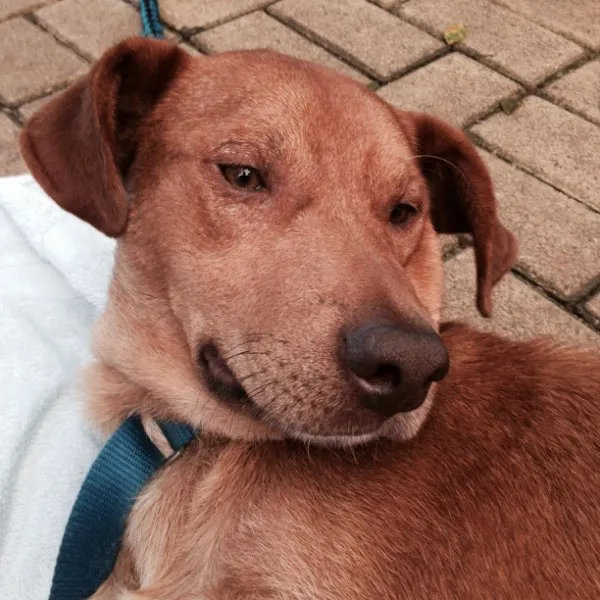 Cachorro ra a SRD idade 1 ano nome Nino
