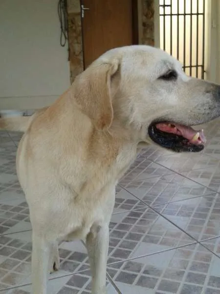 Cachorro ra a Labrador idade 6 ou mais anos nome Marley