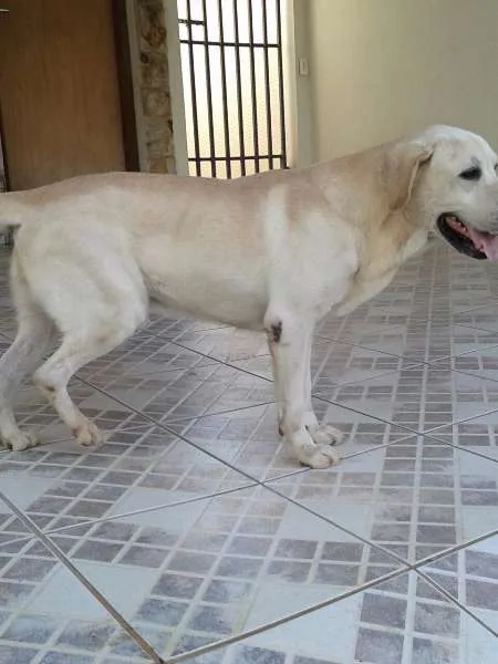 Cachorro ra a Labrador idade 6 ou mais anos nome Marley