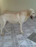 Marley
