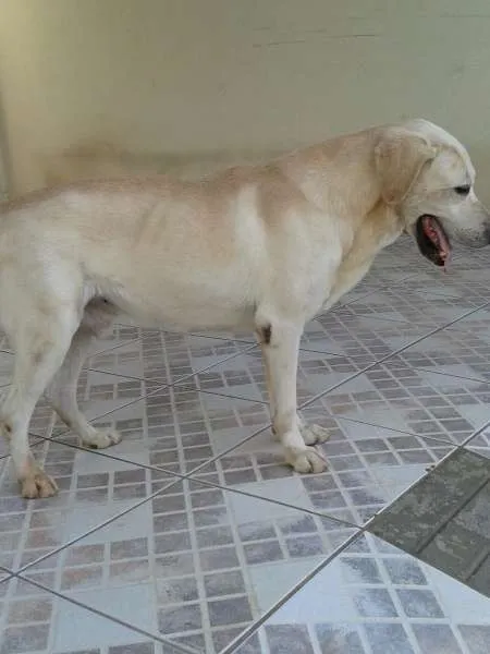 Cachorro ra a Labrador idade 6 ou mais anos nome Marley