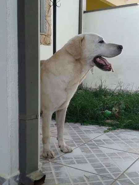 Cachorro ra a Labrador idade 6 ou mais anos nome Marley
