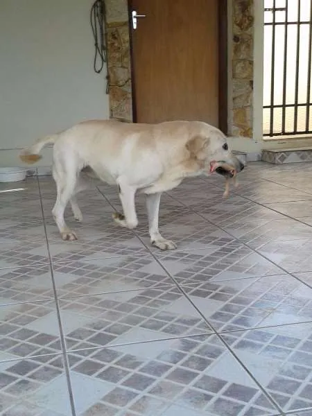 Cachorro ra a Labrador idade 6 ou mais anos nome Marley
