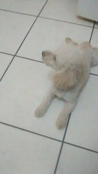 Cachorro ra a Poodle toy idade 5 anos nome Bebê