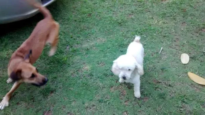 Cachorro ra a Poodle toy idade 5 anos nome Bebê