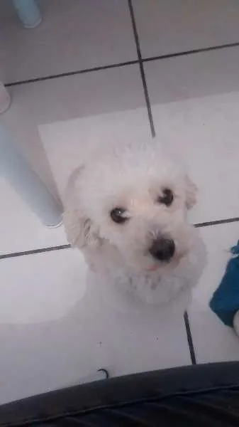 Cachorro ra a Poodle toy idade 5 anos nome Bebê