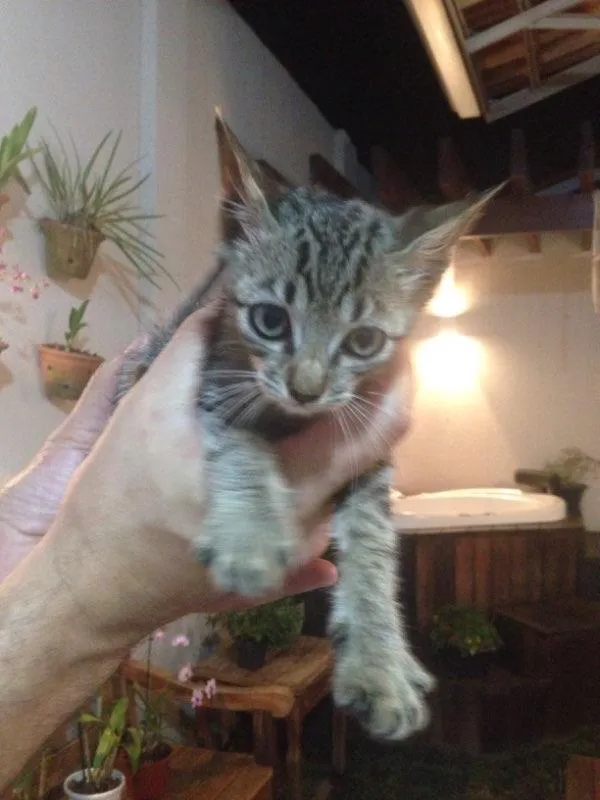 Gato raça Nao tem idade Abaixo de 2 meses nome Nao sei
