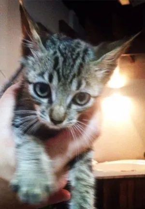 Gato raça Nao tem idade Abaixo de 2 meses nome Nao sei