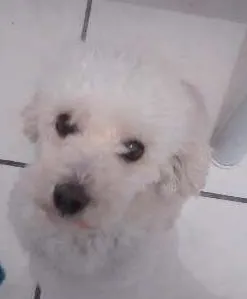 Cachorro ra a Poodle toy idade 5 anos nome Bebê