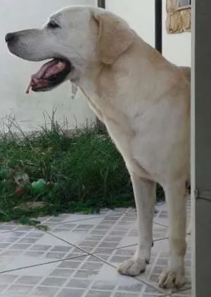Cachorro raça Labrador idade 6 ou mais anos nome Marley