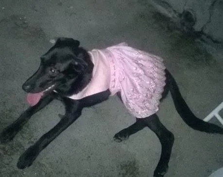 Cachorro ra a indefinida idade 7 a 11 meses nome Melissa