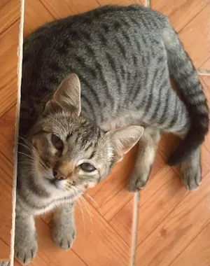 Gato raça comum idade 6 ou mais anos nome gatinha