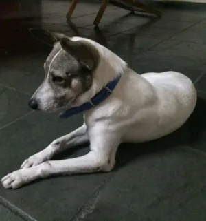 Cachorro raça Vira-lata idade 4 anos nome Bartô