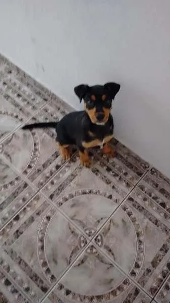Cachorro ra a RND idade 2 a 6 meses nome Thor