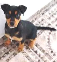 Cachorro raça RND idade 2 a 6 meses nome Thor